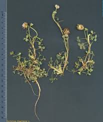 Attēlu rezultāti vaicājumam “Trifolium fragiferum”