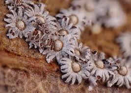 Attēlu rezultāti vaicājumam “Diderma subincarnatum plasmodium”