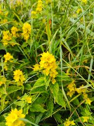 Attēlu rezultāti vaicājumam “Lysimachia vulgaris”