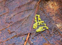 Attēlu rezultāti vaicājumam “Ceratiomyxa fruticulosa spores”