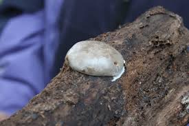 Attēlu rezultāti vaicājumam “Lycogala flavofuscum spores”