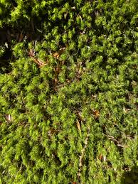 Attēlu rezultāti vaicājumam “Bartramia pomiformis sporophyte”
