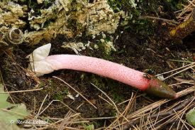 Attēlu rezultāti vaicājumam “Mutinus ravenelii”