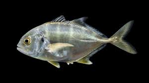 Image result for Caranx hippos