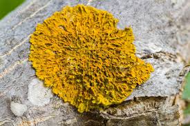 Attēlu rezultāti vaicājumam “Xanthoria parietina”