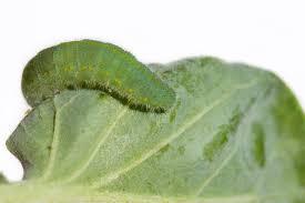 Attēlu rezultāti vaicājumam “Pieris rapae larva”