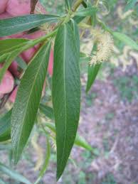 Attēlu rezultāti vaicājumam “Chionaspis salicis imago”