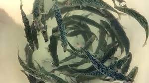 Image result for Scomber scombrus