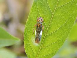 Attēlu rezultāti vaicājumam “Auchenorrhyncha”