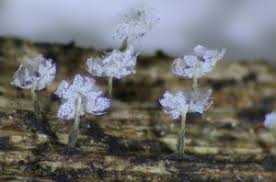 Attēlu rezultāti vaicājumam “Physarum luteolum spores”