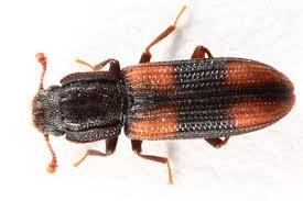 Attēlu rezultāti vaicājumam “Zopheridae”