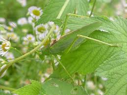 Attēlu rezultāti vaicājumam “Tettigonia viridissima”