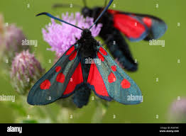 Attēlu rezultāti vaicājumam “Zygaena lonicerae”