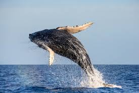 Image result for Megaptera novaeangliae