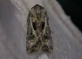 Attēlu rezultāti vaicājumam “Agrotis vestigialis”