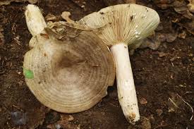 Attēlu rezultāti vaicājumam “Lactarius lygniotus”