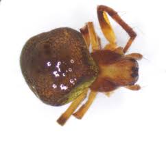 Attēlu rezultāti vaicājumam “Araneidae”