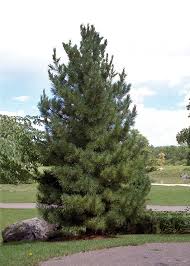 Image result for Pinus cembra