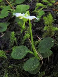 Attēlu rezultāti vaicājumam “Moneses uniflora leaf”