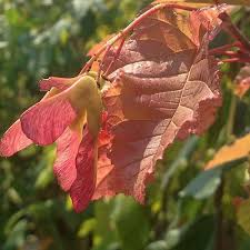 Attēlu rezultāti vaicājumam “Acer tataricum leaf”