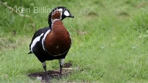 Image result for Branta ruficollis