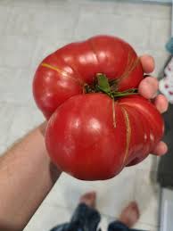 Afbeeldingsresultaat voor brandywine sudduth tomato