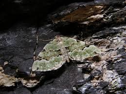 Attēlu rezultāti vaicājumam “Colostygia pectinataria”