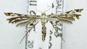 Attēlu rezultāti vaicājumam “Pterophoridae”