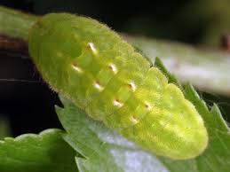 Attēlu rezultāti vaicājumam “Satyrium pruni”