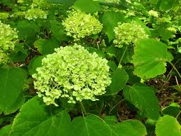 Attēlu rezultāti vaicājumam “Hydrangea arborescens”