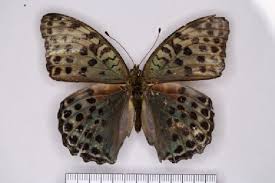 Attēlu rezultāti vaicājumam “Argynnis laodice male”
