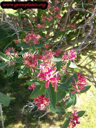 Attēlu rezultāti vaicājumam “Lonicera tatarica flower”
