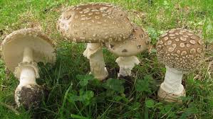 Attēlu rezultāti vaicājumam “Amanita pantherina”