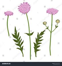 Attēlu rezultāti vaicājumam “Knautia arvensis flower”