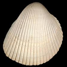 Attēlu rezultāti vaicājumam “Colloderma robustum”