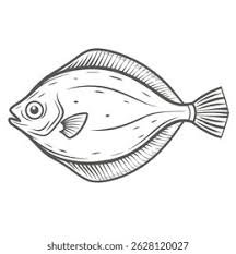 Image result for Paralichthys albigutta