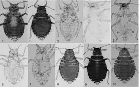 Attēlu rezultāti vaicājumam “Chaitophorus populeti”