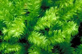 Attēlu rezultāti vaicājumam “Antitrichia curtipendula sporophyte”