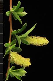 Attēlu rezultāti vaicājumam “Salix pentandra flower”