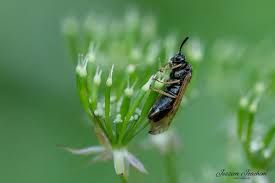 Attēlu rezultāti vaicājumam “Arge ustulata”