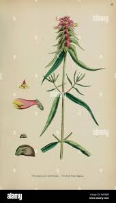 Attēlu rezultāti vaicājumam “Melampyrum cristatum leaf”