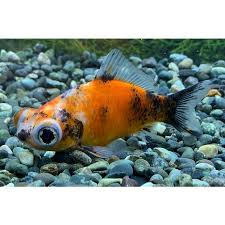 Image result for 出目金