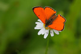 Attēlu rezultāti vaicājumam “Lycaena dispar male”