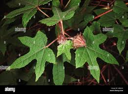 Attēlu rezultāti vaicājumam “Malvaceae”