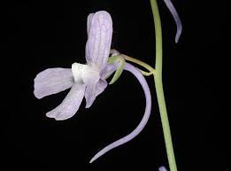 Attēlu rezultāti vaicājumam “Linaria loeselii”