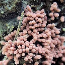 Attēlu rezultāti vaicājumam “Hemitrichia calyculata young”