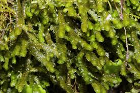 Attēlu rezultāti vaicājumam “Porella cordaeana”