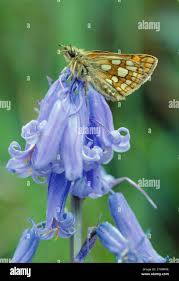 Attēlu rezultāti vaicājumam “Carterocephalus silvicolus underside”