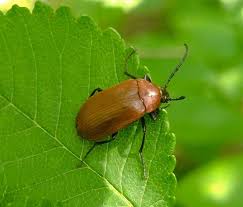 Attēlu rezultāti vaicājumam “Pseudocistela ceramboides”