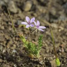 Attēlu rezultāti vaicājumam “Erodium cicutarium bud”